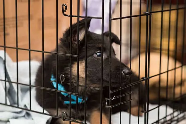 German-Shepherd-Puppy-Inside-The-Crate