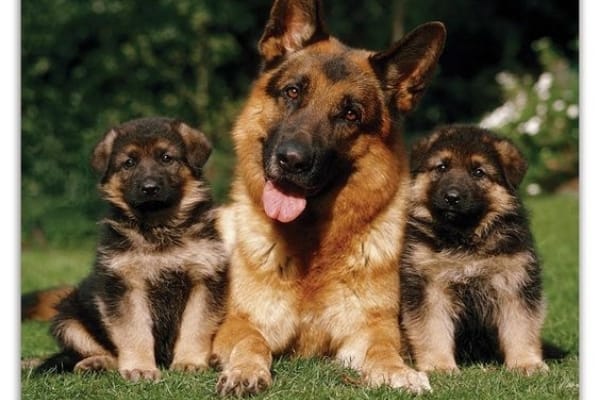 German-Shepherd-Puppy-with-mom