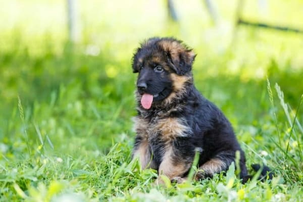 How to Discipline a German Shepherd Puppy: Effective Tips