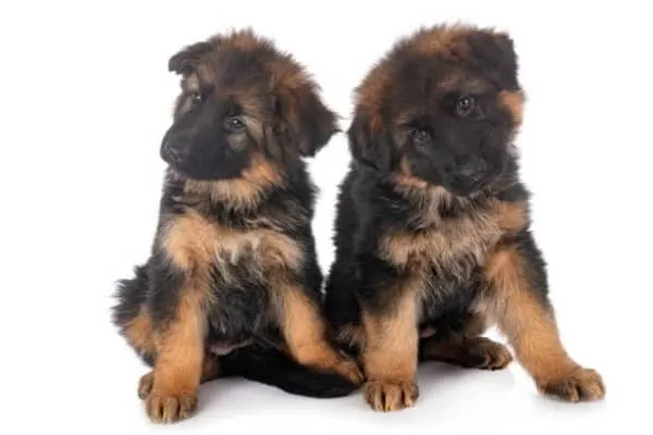 How to Discipline a German Shepherd Puppy: Effective Training Guide 3 How-to-Discipline-a-German-Shepherd-Puppy