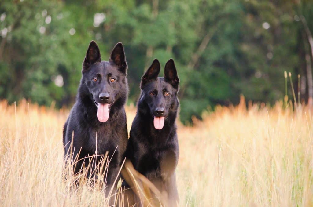 Two-Black-German-Shepherds-in-a-field