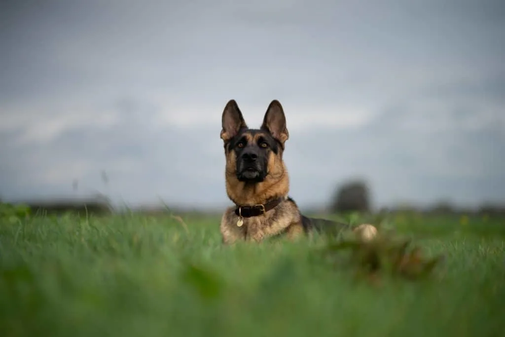 German-Shepherd-staring-into-the-distance-in-a-field