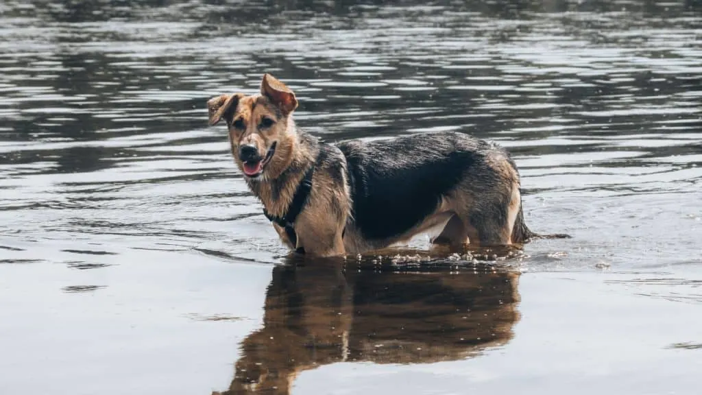 german-shepherd-in-water-with-mouth-open