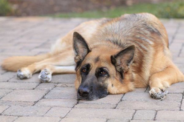 How-to-tell-if-your-German-Shepherds-is-Overweight