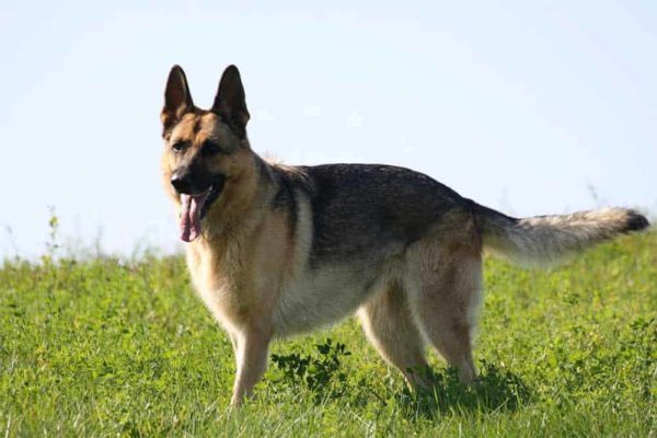 How-to-tell-if-your-German-Shepherds-is-Overweight