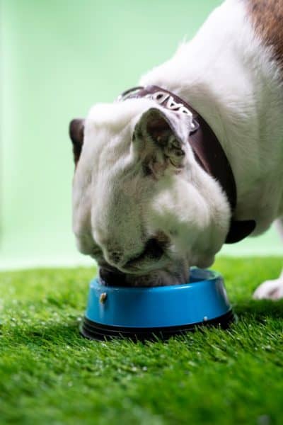 Is-Canned-Tuna-Good-For-Dogs-Can-Dogs-Eat-Tuna-Is-Tuna-Safe-For-Dogs