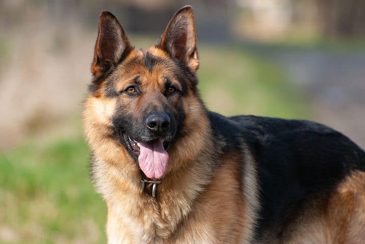 Is-a-German-Shepherd-a-Good- Family-Dog