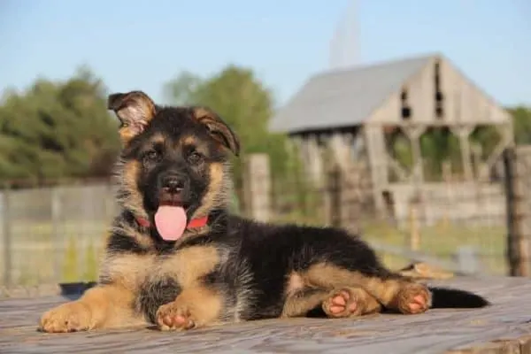 puppy-German-Shepherd-lying-on-ground