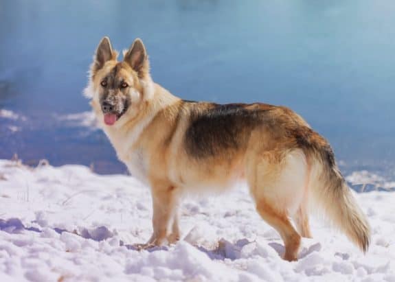 Liver-German-Shepherd