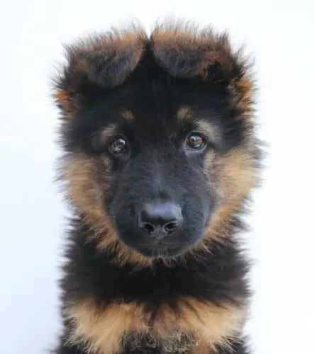 puppy-German-Shepherd