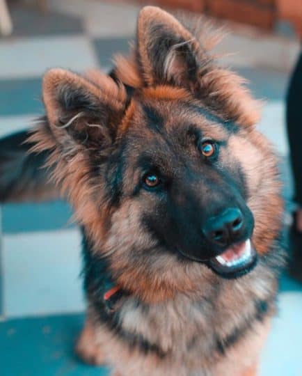 Long-Haired-vs.-Short-Haired-German-Shepherds