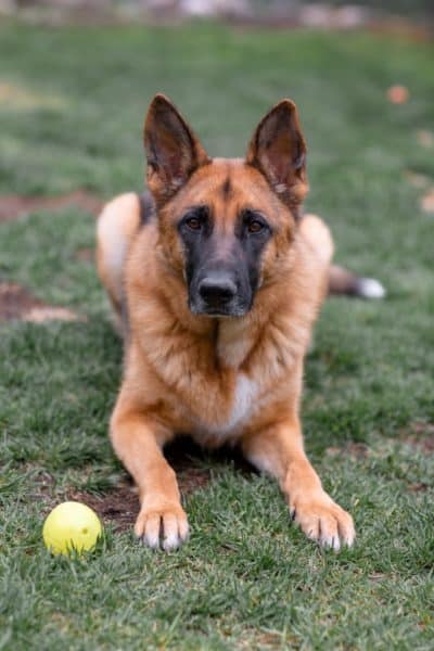 Long-Haired-vs.-Short-Haired-German-Shepherds