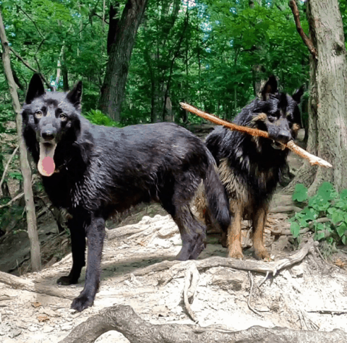 Lycan-shepherds-in-the-forest