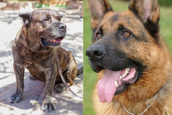 Presa-Canario-German-Shepherd-Mix