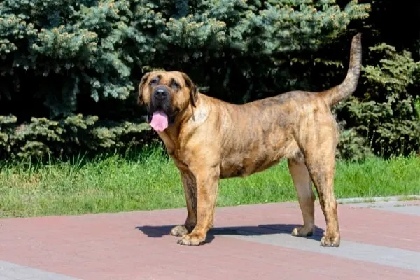 Presa-Canario-Standing