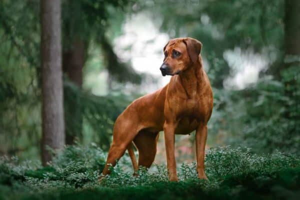 Rhodesian-Ridgeback-German-Shepherd-Mix