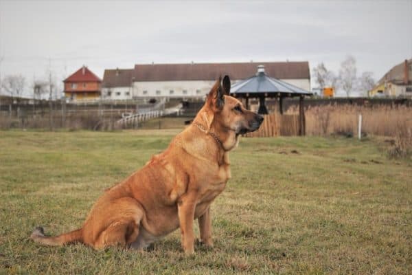 Rhodesian-Ridgeback-German-Shepherd-Mix