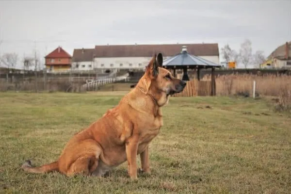 Rhodesian-Ridgeback-German-Shepherd-Mix