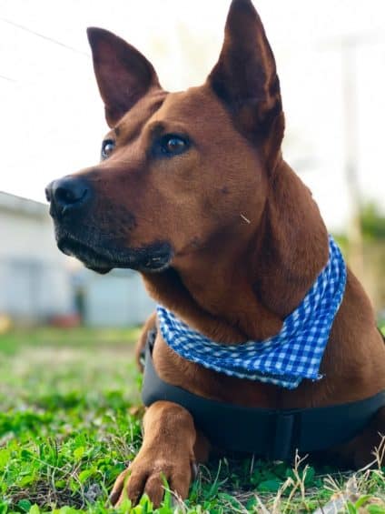 Rhodesian-Ridgeback-German-Shepherd-Mix