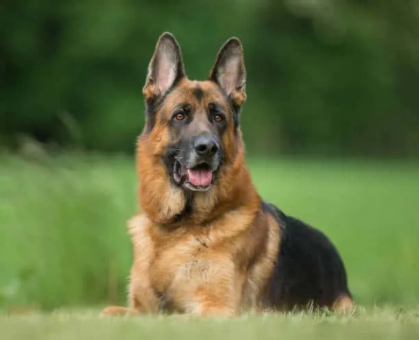 German-Shepherd-Dog