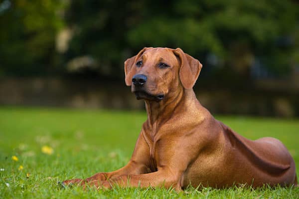 Rhodesian-Ridgeback-looking-forward