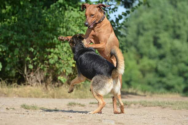 Rhodesian-Ridgeback-German-Shepherd-playing