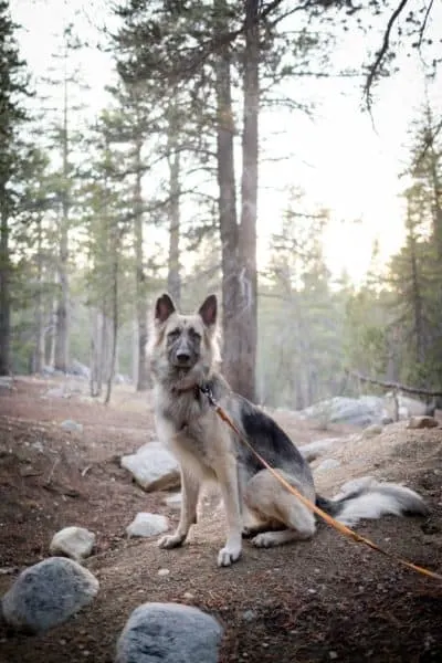 Silver-german-shepherd