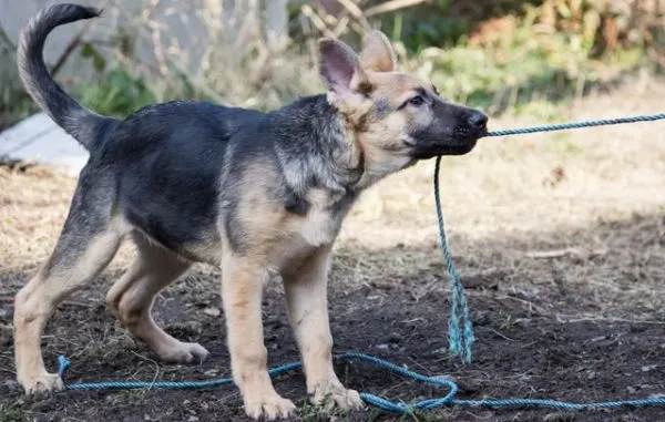 Silver-german-shepherd