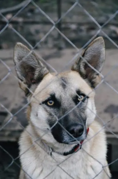 Silver-gsd-looking-through-fence