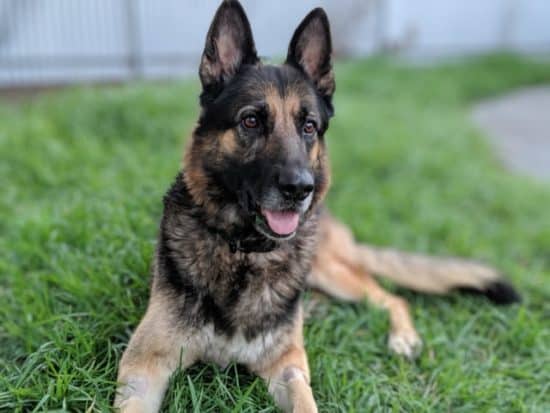 German-Shepherd-laying-on-grass