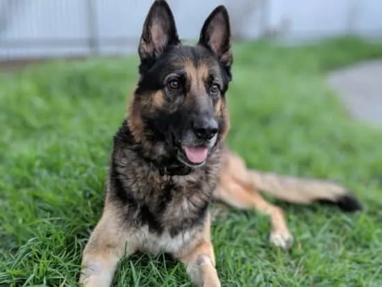 German-Shepherd-laying-on-grass