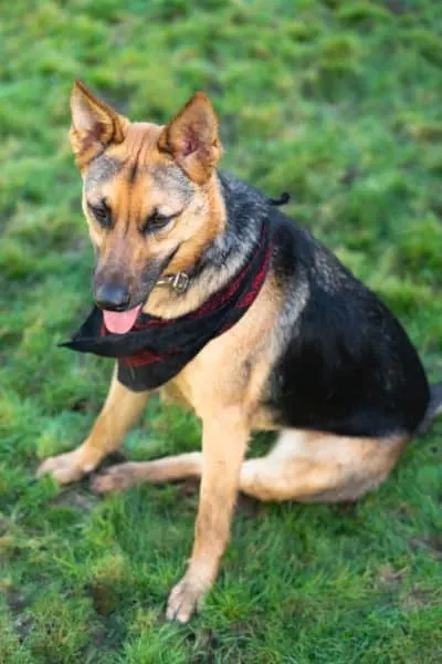 German-Shepherd-sitting-with-bandana 