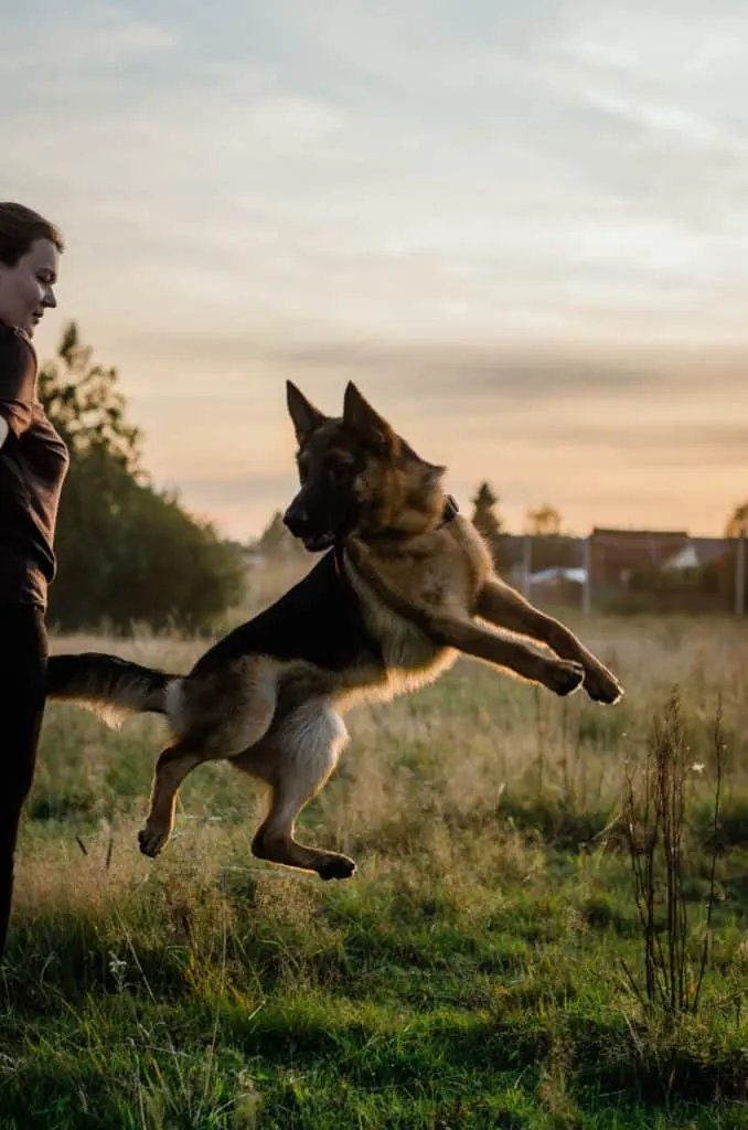 Stopping-Your-German-Shepherd-From-Jumping-Over-Fences