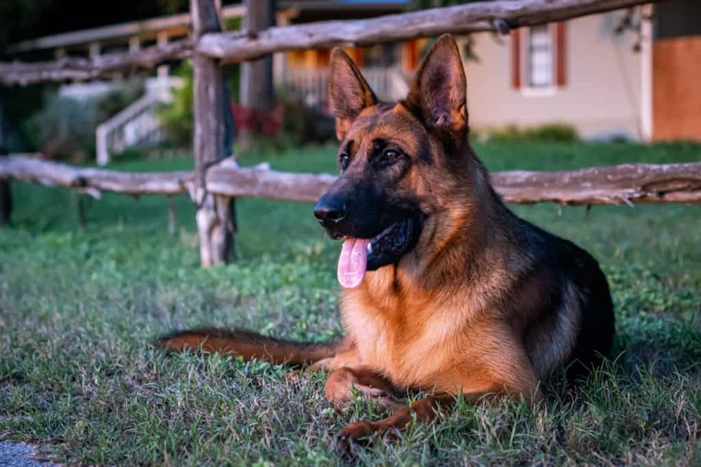 Stopping-Your-German-Shepherd-From-Jumping-Over-Fences