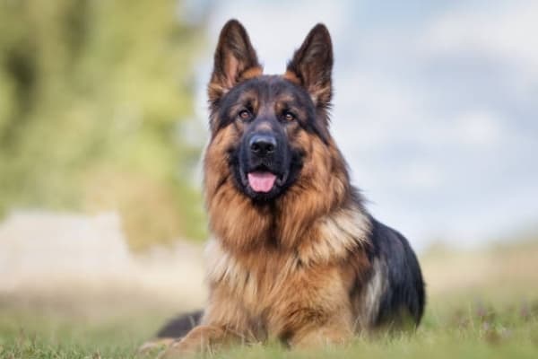 Loyal-German-Shepherd