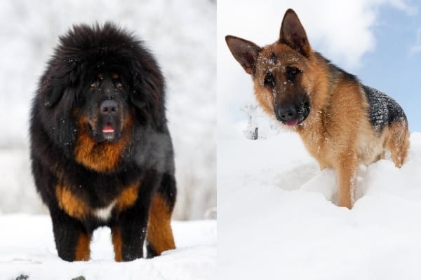 Tibetan-Mastiff-and-German-Shepherd-in-snow