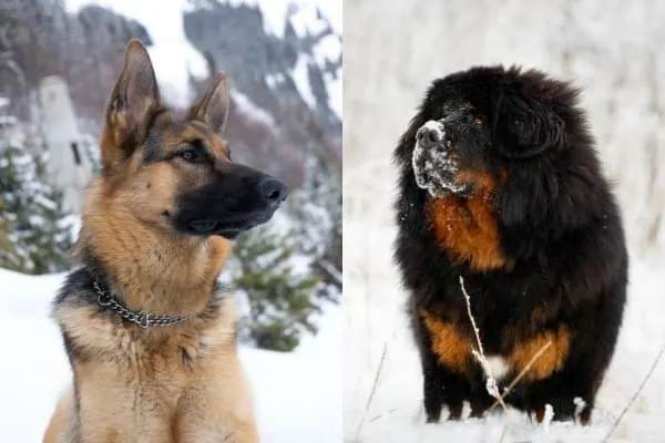 Tibetan-Mastiff-German-Shepherd-Mix