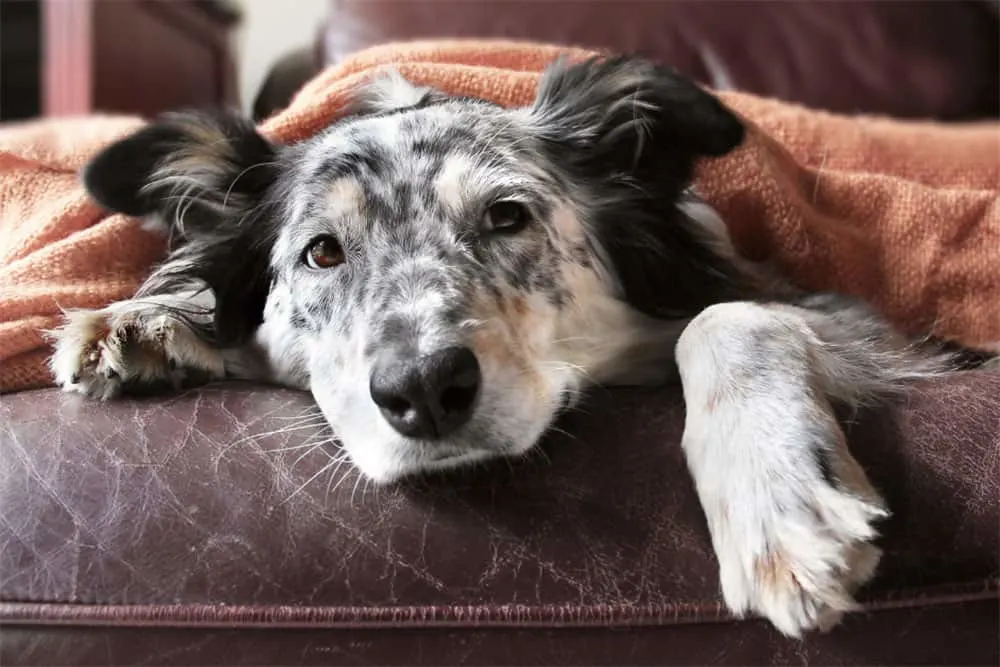 Everything You Need To Know About Over The Counter, Anti Nausea Medication, Is It Safe For Dogs To Take? 1 What-Anti-Nausea-Medication-Can-Dogs-Take-Which-Over-The-Counter-Medications