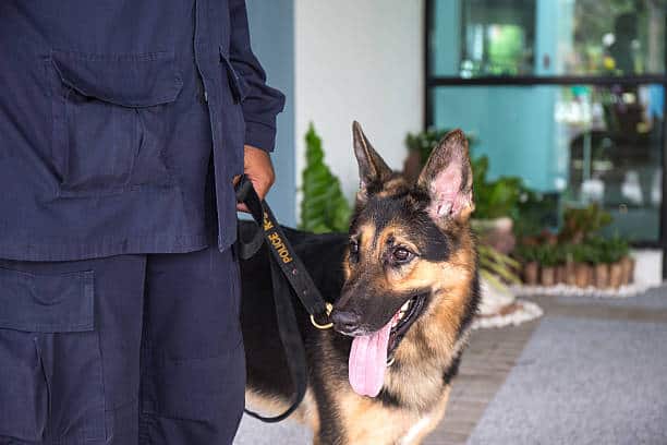 German-Shepherds-as-ideal-working-dog