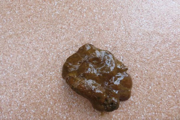 What Does Parvo Poop Look Like Parvo Warning Signs In Dogs