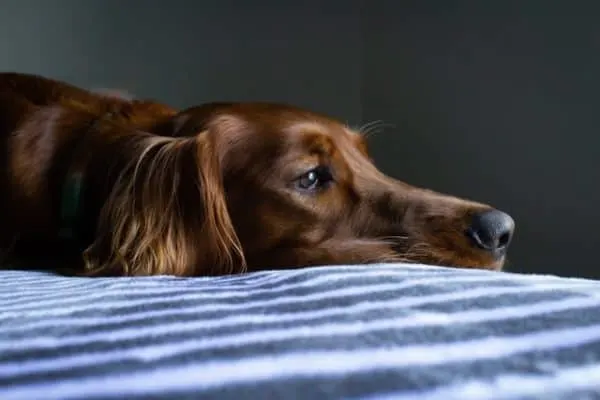 Concerned About The Color Of Your Dog's Vomit? Everthing You Need To Know Including A Dog Vomit Color Guide 3 What-Does-The-Color-Of-Dog-Vomit-Mean