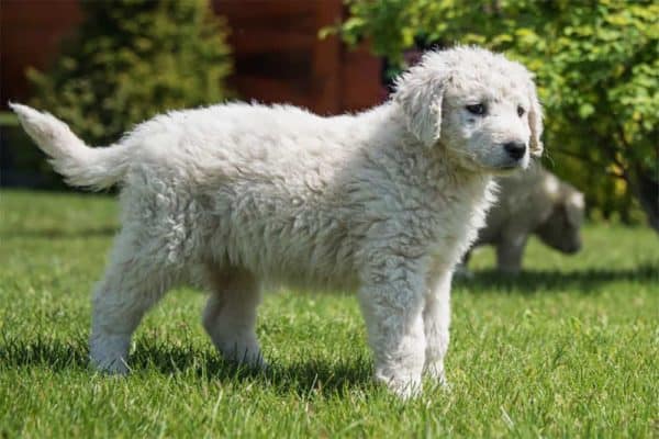 What-Dog-Has-The-Shortest-Lifespan-List-Of-Dogs-With-The-Shortest-Lifespan