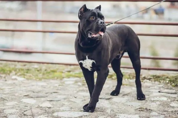 What-Dog-Is-Stronger-Than-A-Pitbull