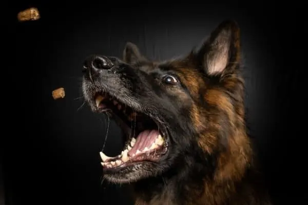 What-Human-Food-Can-German-Shepherds-Eat