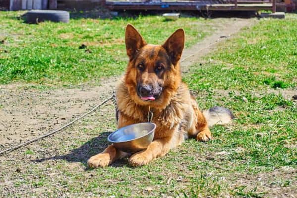 What-Human-Food-Can-German-Shepherds-Eat