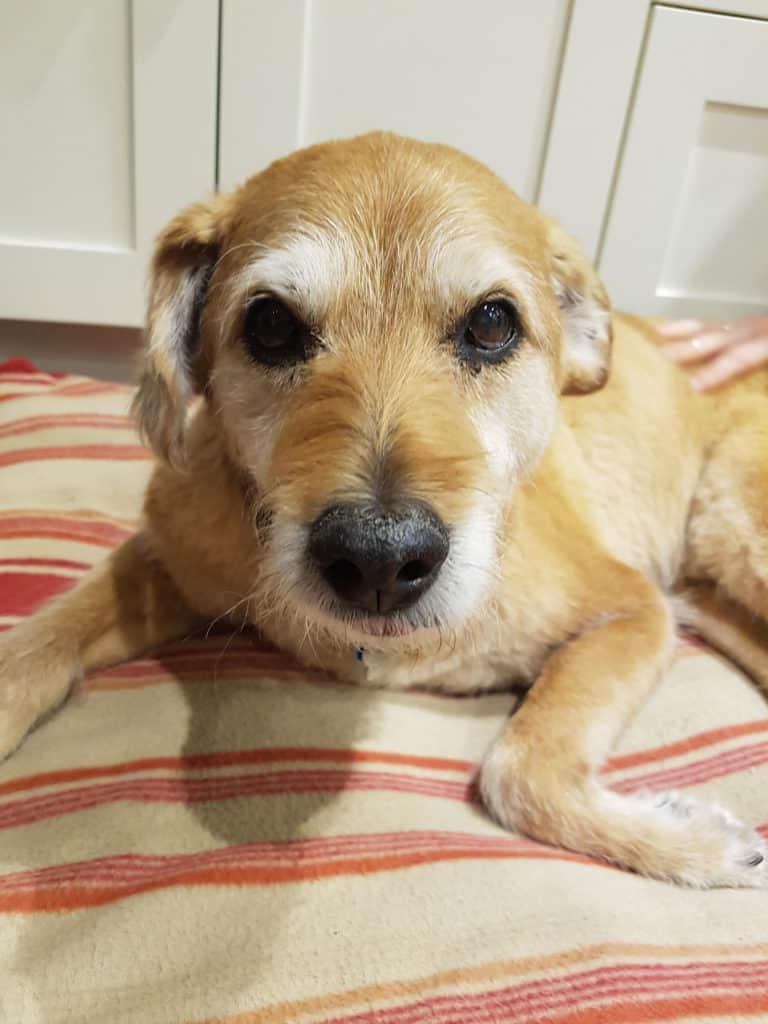 Where-Do-Dogs-Souls-Go-After-Death-What-Happens-To-Dogs-Spirits