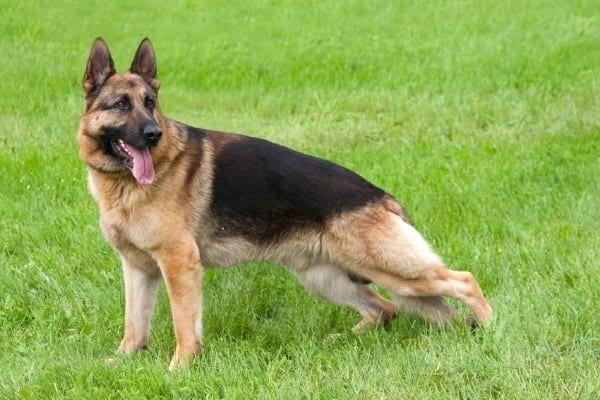 German-Shepherd-standing-on-grass