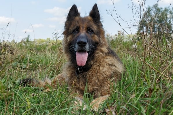 Why-Do-German-Shepherds-Have-a-Black-Spot-on-Their-Tongue