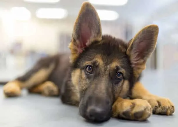 My-German-Shepherd-Weakness