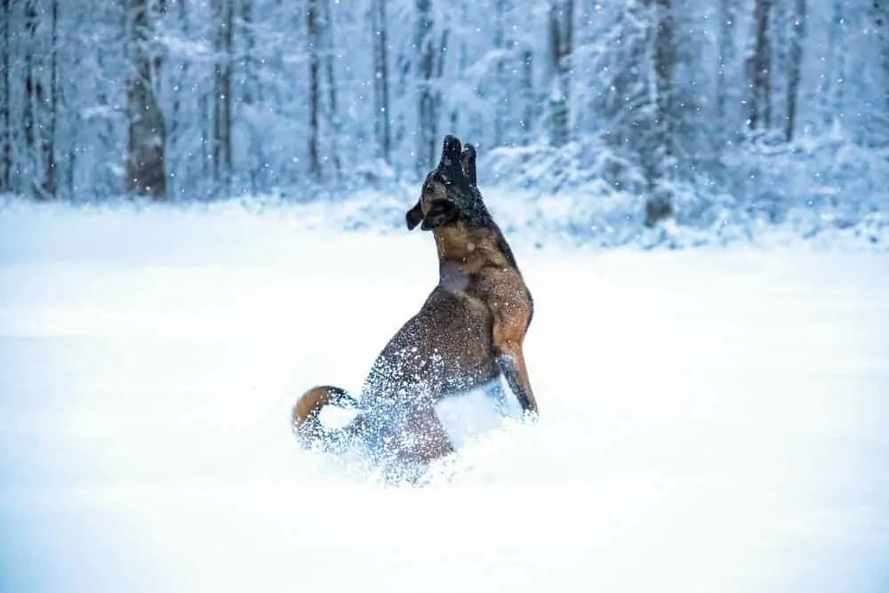 Why-Does-My-German-Shepherd-Howl